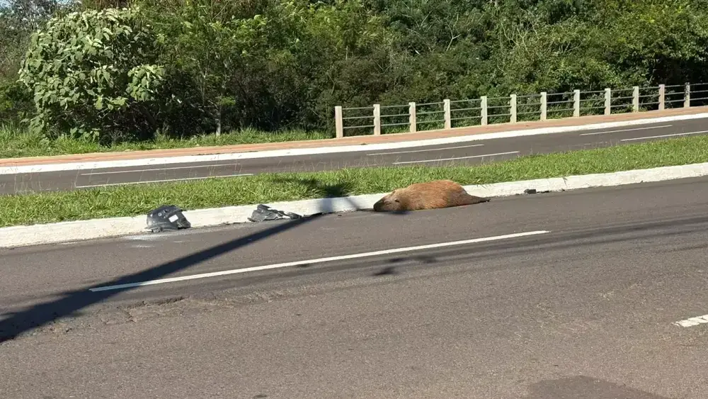 Capivara é atropelada e morta na Avenida Mato Grosso